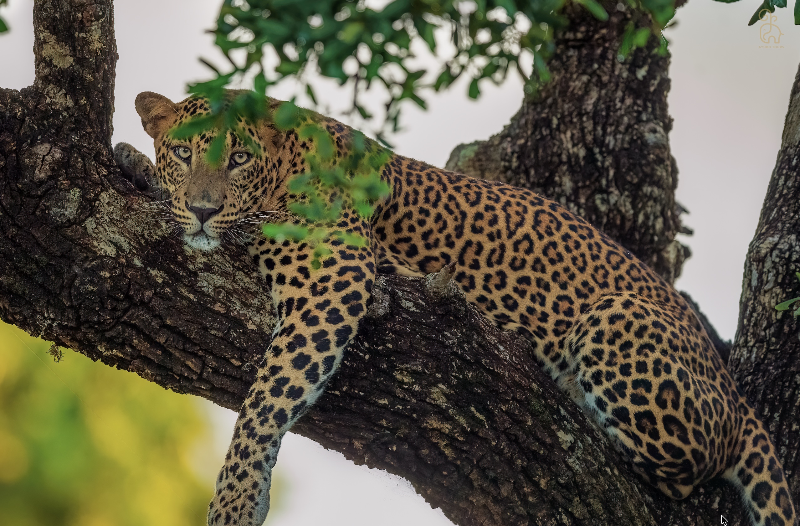 Wildlife Tour with Dimu